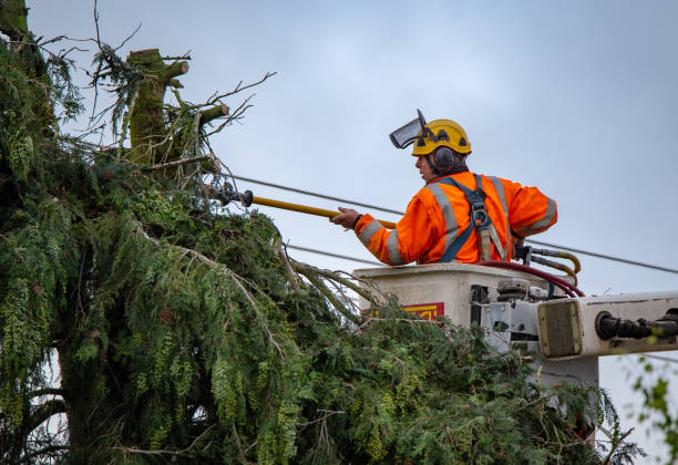 Reliable Ballenger Creek, MD Tree Care Solutions