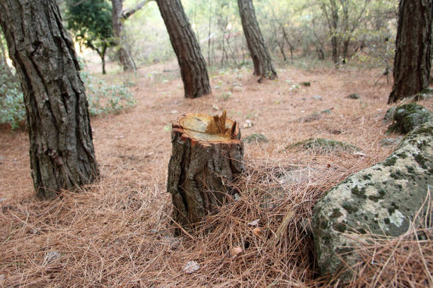 Best Tree Disease Treatment  in Ballenger Creek, MD