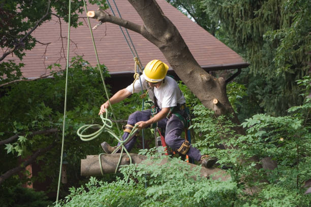 Best Root Management and Removal  in Ballenger Creek, MD