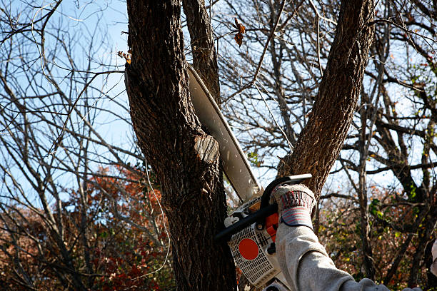 How Our Tree Care Process Works  in  Ballenger Creek, MD